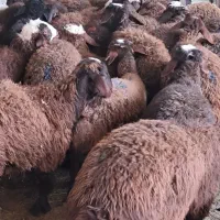 بره نر ماده بز|حیوانات مزرعه|کرج, حاجی آباد|دیوار