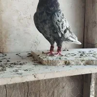 کبوتر دم سفید شعمک تخت