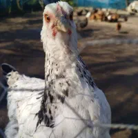 مرغ خروس گلپایگان