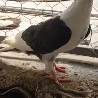 کبوتر