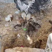 بوقلمون مادرباجوجه