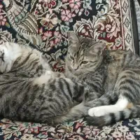 گربه|گربه|زرند, |دیوار