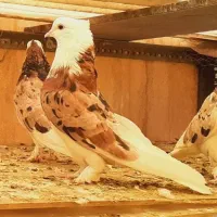 کفتر هما سرور