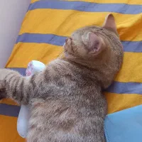 فروش۱عدد گربه از نژاد بریتیش اصیل قیمت۸تومان|گربه|رودسر, |دیوار