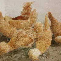 تخم مرغ نطفه دار ابریشمی، لهستانی، کوشین، ویاندوت|حیوانات مزرعه|خمینی‌شهر, |دیوار