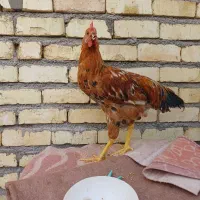 خروس
