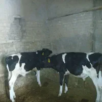 گوساله نر