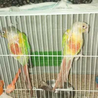 جفتگرنچیکسالمسرحال|پرنده|مشهد, شهید آوینی|دیوار