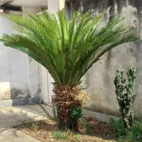 گل‌سیکاس|گل و گیاه طبیعی|رشت, رودبارتان|دیوار