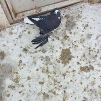 کبوتر لوتی آغ گویروخ