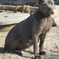 امریکن پیتبول - پیت بول ماده