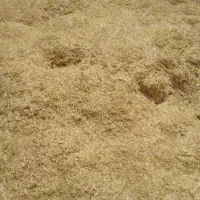 کاه گندم. سامان