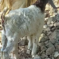 بزغاله(کهره)