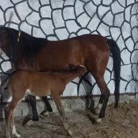 مادیان شکم طلا