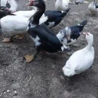 اردک اسرائیلی نروماده به صورت عمده وتک