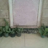کاکتوس