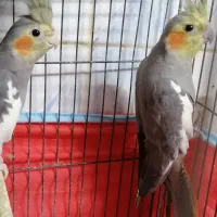 عروس هلندی