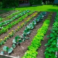 فروش باغچه ۴۲۰۰متر صالح اباد،کوی اطبا،کوی چنار
