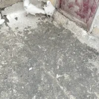 سلام چهارتاکبوترخوب|پرنده|همدان, |دیوار