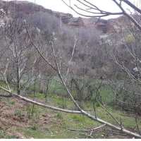 باغ بادرخت گردو جوان