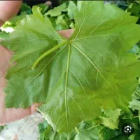 برگ موبرگ انگورتازه ونازک برای دلمه