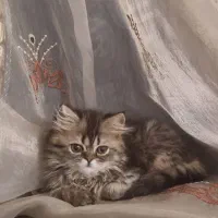 توله گربه پرشین فلت لانگ هیر