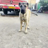 توله سرابی ۵ماه نر|سگ|چهارباغ, |دیوار