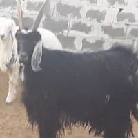 فروش چبیش نر تخمی