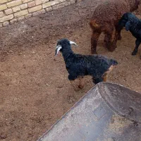 یه عدد بزغاله شیری|حیوانات مزرعه|بجنورد, |دیوار