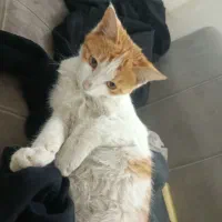 واگذاری گربه