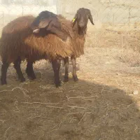 گوسفند و بره نر قزل|حیوانات مزرعه|تبریز, |دیوار