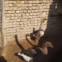 سلام به داداشای عزیر دوغاز ماده یه نر غوغاز