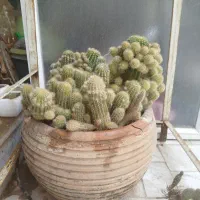 کاکتوس جهت تکثیر