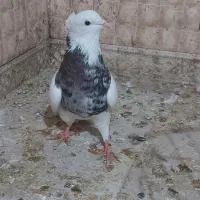 کبوتر. طوقی