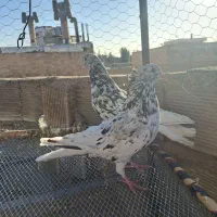 کفتر اصفهانی ترمی|پرنده|برخوار, |دیوار