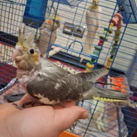 عروس هلندی|پرنده|شاهین‌شهر, عطار|دیوار