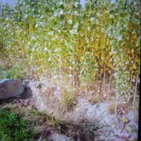 نهال سنوبریک سال|گل و گیاه طبیعی|قره ضیاالدین, |دیوار