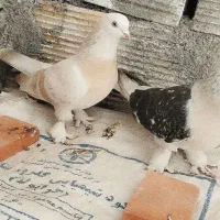 کبوتر ترکیه ای