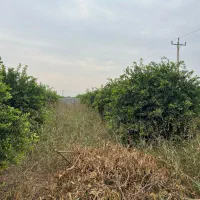 کوچه باغ فروغ