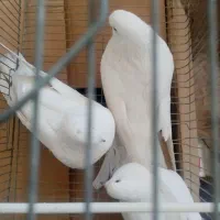 کبوتر سفید پرشی|پرنده|برخوار, |دیوار