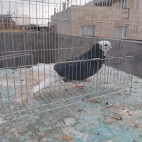 کبوترشازده ساعت بالا