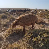 فروش سه راس هترو مغانی ابستن
