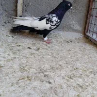 کفتر سینه سیاه