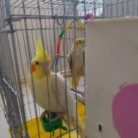 یک جفت عروس هلندی مولد با چهارتخم