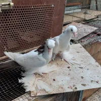 کبوتر فیلی گویوخ بالا