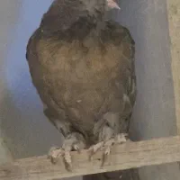 دوتاجوجه کاکلی پاچکمه