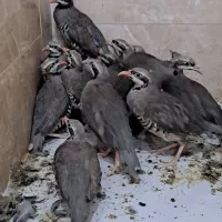 بلدرچین جوجه خروس مرغ پرنده