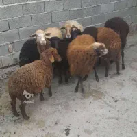 میش وبره|حیوانات مزرعه|سورک, |دیوار