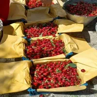 جمع اوری میوه،اجاره میوه رو درخت شما ،درصدی