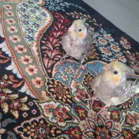 عروس هلندی جفت|پرنده|شاهینشهر, حاجی آباد|دیوار